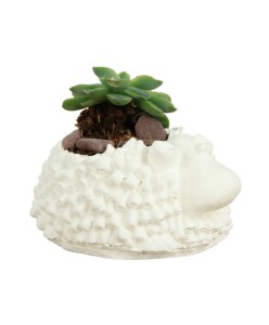 Mini Çiçek Saksı Küçük Sukulent Beyaz Kaktüs Saksısı Sevimli Koyun Model